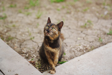 Tricolor stray cat on the street. 