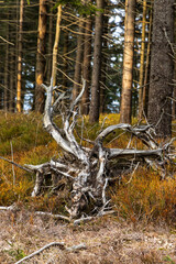 Old stump. Dry tree root in a forest in the Sudeten Mountains, Poland.
