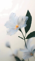 White Anemone Flower Blooming in Spring Garden – Closeup Macro Shot of Petals, Yellow Center, Fresh Nature Beauty, Summer Wild Flora