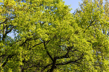 Spring green foliage on ancient oak branches in the forest. Spring landscape. Poland