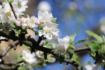 Obraz premium Blooming apple tree in a beautiful spring garden. Close up.
