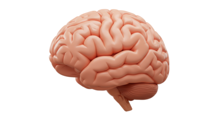 Isolated Human Brain Anatomical Model Side View