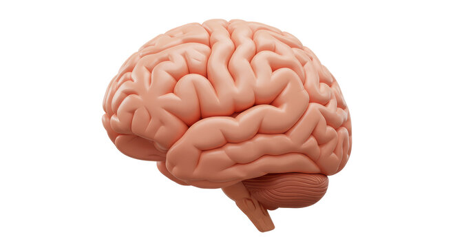 Isolated Human Brain Anatomical Model Side View