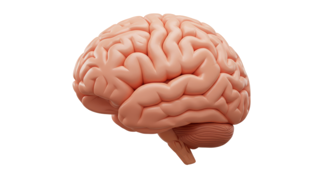 Isolated Human Brain Anatomical Model Side View