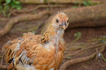 挙動不審なひなどり