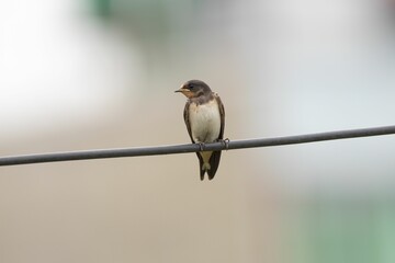 Barn Swallow on wire with detailed plumage