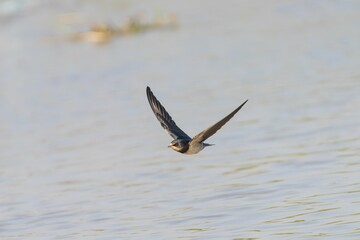 Barn swallow in flight over water