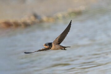 Barn swallow in flight over water
