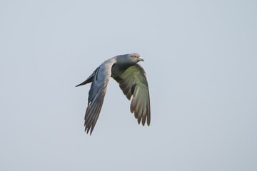 Pigeon in Mid-Flight