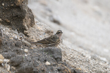 Rosy Pipit (Anthus roseatus) on the Rock. The Rosy Pipit is a small, migratory bird with pinkish underparts, found in high-altitude grasslands of Central Asia.
