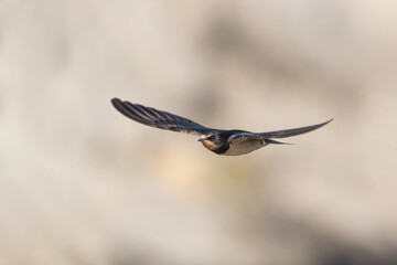 Barn Swallow (Hirundo rustica) in flight. The barn swallow is a small migratory bird with a forked tail, blue upperparts, and a reddish-brown throat.