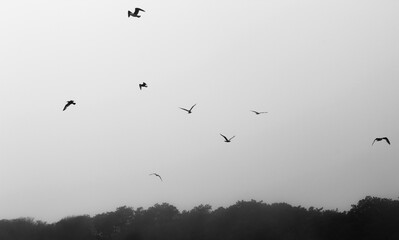 flock of seagulls
