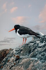 Oystercatcher bird on rocky shore with pastel sky.