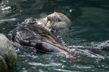 Naklejka premium Cute otter enjoys a playful moment with its pup while floating on water in a scenic habitat during a sunny afternoon