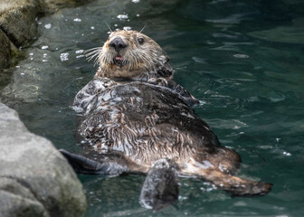 Sea otter floats joyfully in clear water at marine sanctuary during sunny afternoon