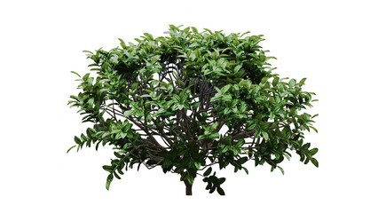 Obraz premium Bush
