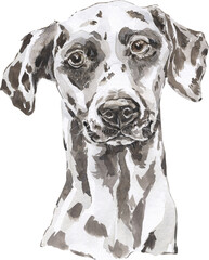 Watercolor Dog Portrait. Hand Drawn Big Pet Breed