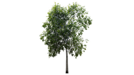 Fototapeta premium Tree