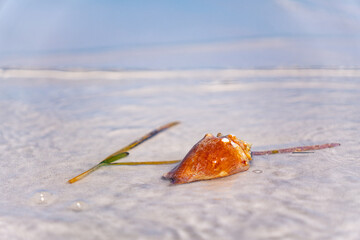 seaweed and shell on the beach in water