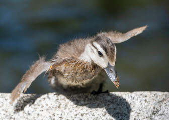 Baby wood duckling prepares to take flight near water in a sunny outdoor setting