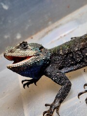 lizard