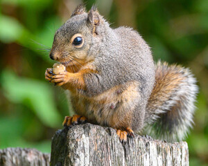 Douglas squirrel enjoying a snack while perched on a wooden post in a lush forest setting during daylight hours