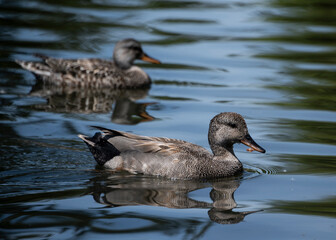 Two gadwall ducks swim gracefully across a tranquil lake reflecting the surrounding greenery under bright sunlight