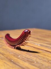 milipede
