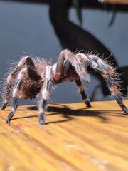 Bugs, Frogs and Spiders