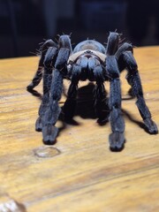 Bugs, Frogs and Spiders