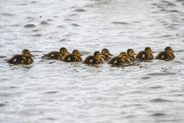 Mallard ducklings swim together in a serene pond during a calm afternoon