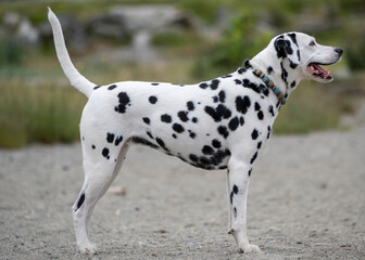 Dalmatian dog stands proudly at a park during a sunny afternoon, showcasing its distinctive spotted...