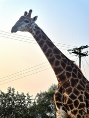 Animals in Nature