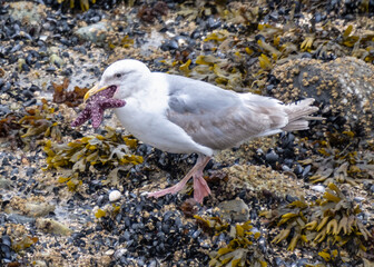 Seagull foraging on a rocky shore with a starfish in its beak during low tide