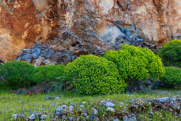 Euphorbia dendroides is a large shrub of the family Euphorbiaceae that grows in semi-arid and mediterranean climates
