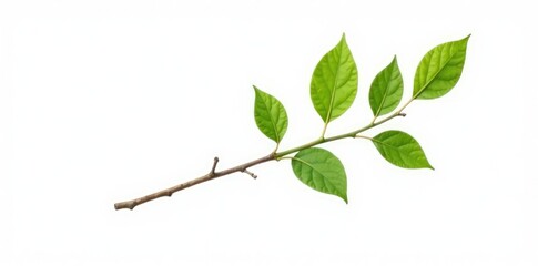 Fototapeta premium Single isolated branch with twig on white background, branch, single stem