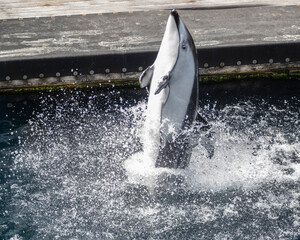 Fototapeta premium Dolphin performing a spectacular leap above water in a marine habitat during a sunny afternoon