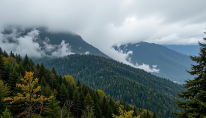 Obraz premium Foggy mountain range with dense forest, misty and mysterious nature