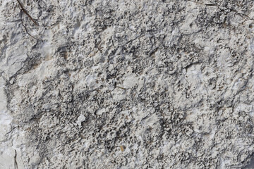 Porous Fossil Limestone Rock Surface