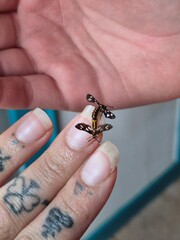 Spiders and insects