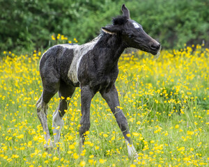 Young foal exploring a meadow filled with yellow wildflowers on a sunny day in spring
