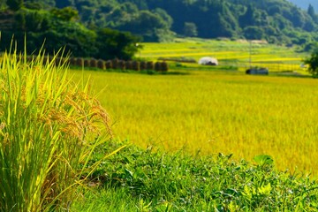 実りの秋、大蕨の棚。山辺、山形、日本。9月中旬。