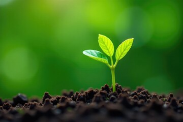 Tiny tree seedling, delicate leaves, vibrant green, branch, photography, element