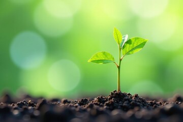 Tiny tree seedling, delicate leaves, vibrant green, studio, isolated, macro