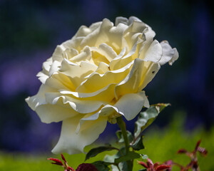 Pale yellow rose blooms in a vibrant garden under bright sunlight showcasing its delicate petals