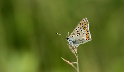 Lycaena thersamon. A butterfly in its natural environment. Beautiful macro photography.