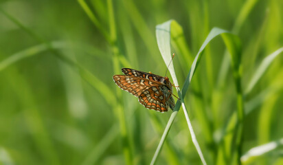 Melitaea diamina. A butterfly in its natural environment. Beautiful macro photography.