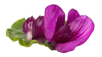 Purple cyclamen flower on transparent background. PNG