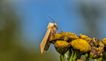 Enargia paleacea. A butterfly in its natural environment. Beautiful macro photography.