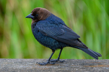 Brown-headed cowbird perched on a wooden railing in a lush green setting during daylight hours